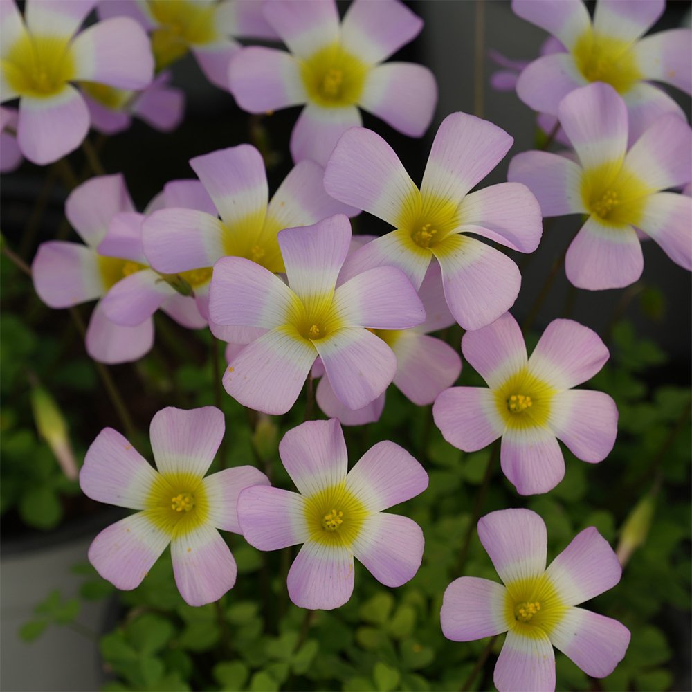 JMS Oxalis Obtusa Series Bulb - 'Spring', Pack Of One Bulb