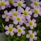 JMS Oxalis Obtusa Series Bulb - 'Spring', Pack Of One Bulb