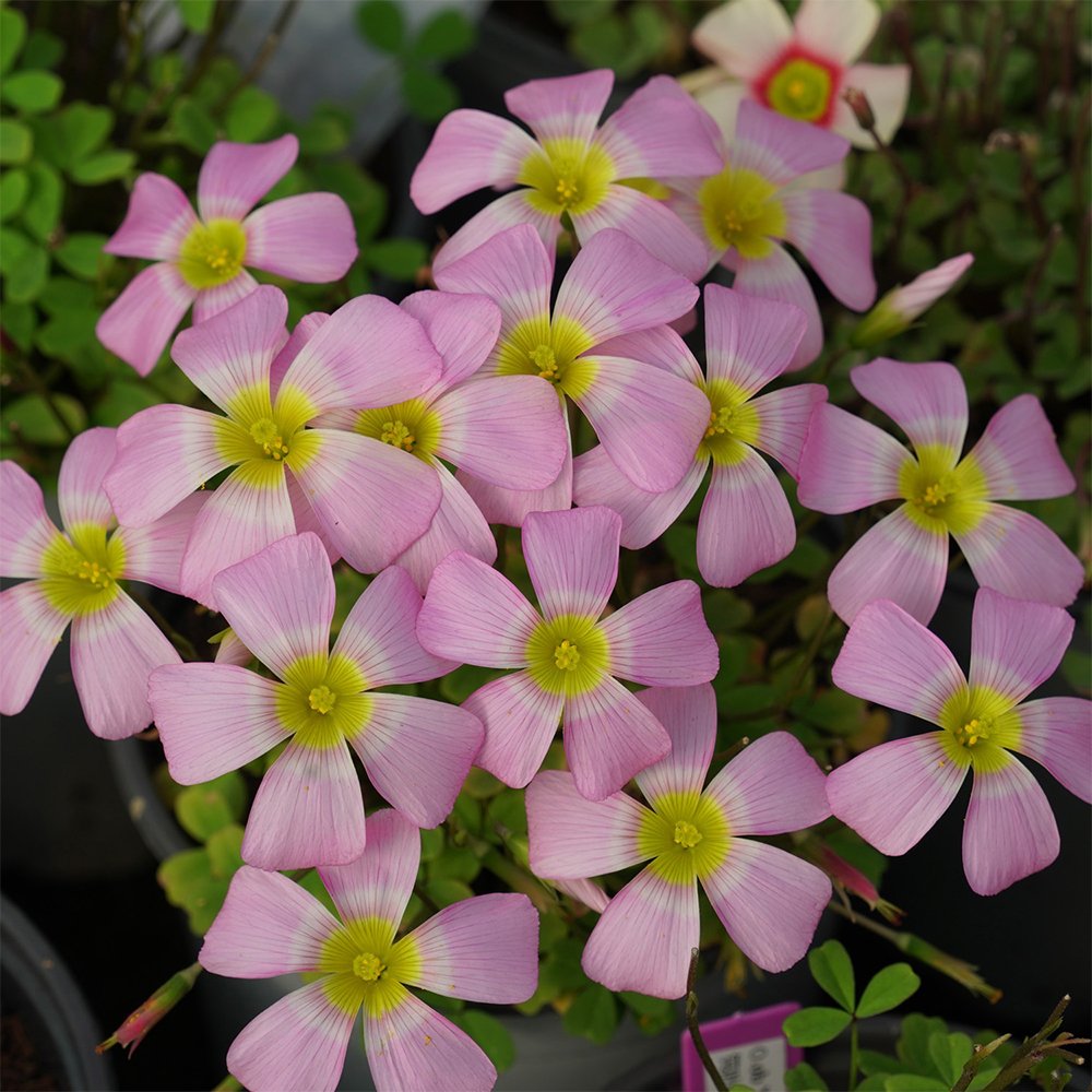 JMS Oxalis Obtusa Series Bulb - 'Silver Ring', Pack Of 2 Bulbs