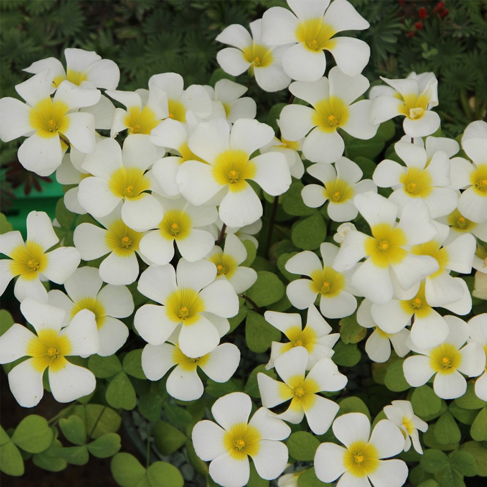 JMS Oxalis Obtusa Series Bulb - 'Silver Moon', Pack Of 5 Bulbs