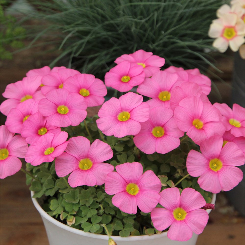 JMS Oxalis Obtusa Series Bulb - 'Raspberry', Pack Of 5 Bulbs