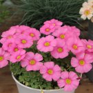 JMS Oxalis Obtusa Series Bulb - 'Raspberry', Pack Of 5 Bulbs
