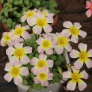 JMS Oxalis Obtusa Series Bulb - 'Moon Palace', Pack Of 5 Bulbs