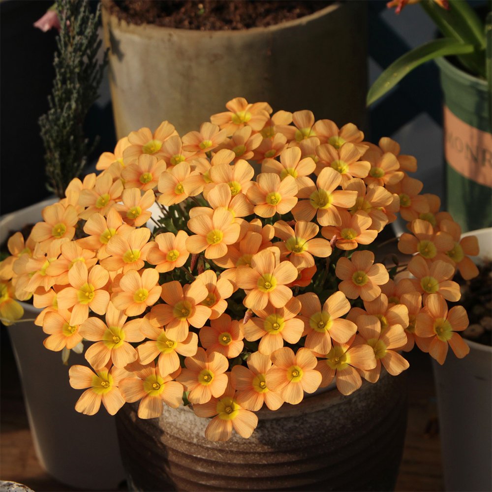 JMS Oxalis Obtusa Series Bulb - 'Fanta', Pack Of 5 Bulbs