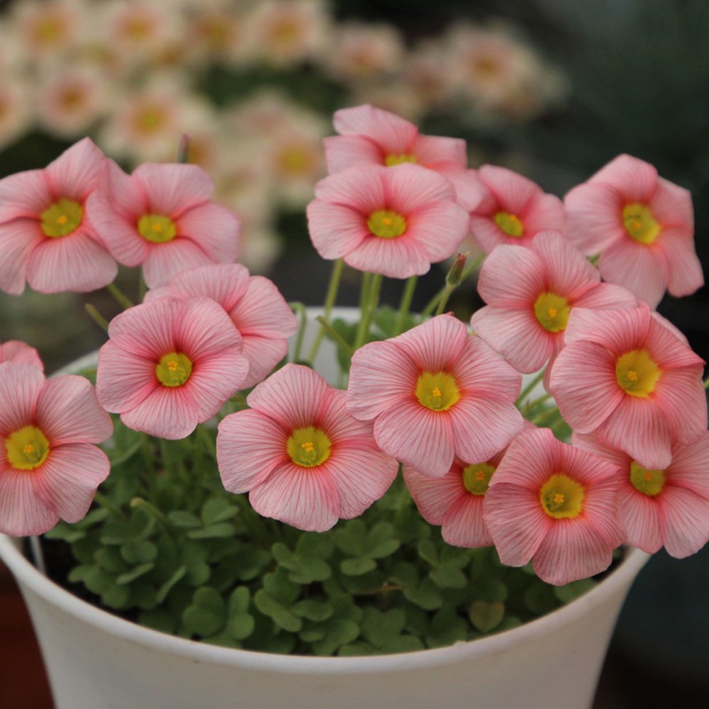 JMS Oxalis Obtusa Series Bulb - Blush, Pack Of 5 Bulbs