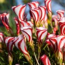 JMS 'Ice Cream' Oxalis Bulbs, Pack Of 3 Bulbs
