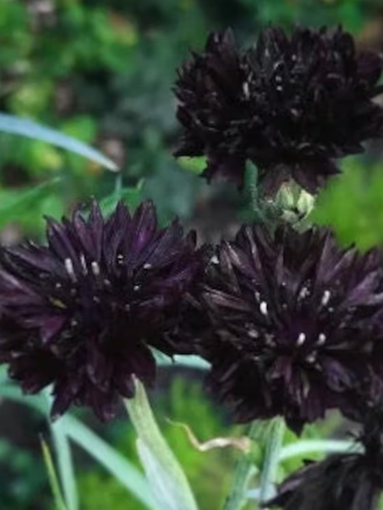 JMS Black Bachelor'S Button Seeds - Unique Dark Cornflower Seeds For Stunning Garden Blooms
