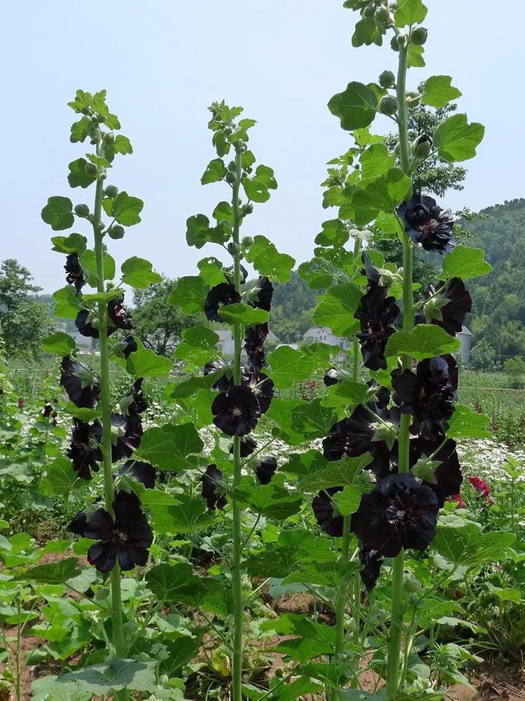 JMS Black Hollyhock Seeds | Elegant Perennial Blooms For Your Garden