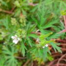 JMS Geranium Wilfordii Maxim