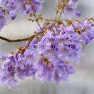 JMS Fast-Growing Paulownia Tree Seeds - Purple Flowering Variety