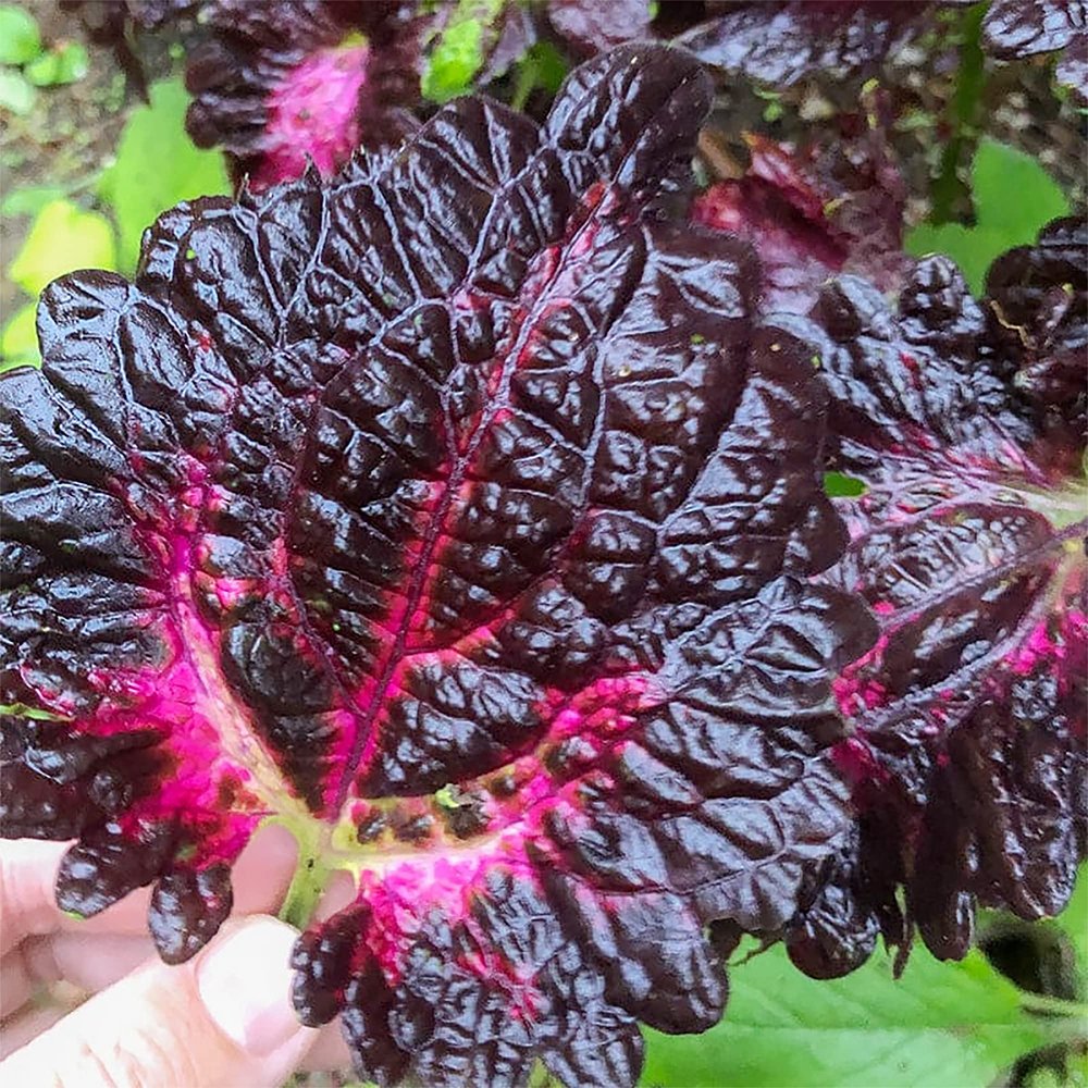 JMS Daji Series Coleus Seeds - Striking Black Leaves With Red And Magenta Veins