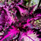 JMS Vibrant Crimson Beauty: 'Huolong' Series Coleus Seeds With Black Serrated Edges