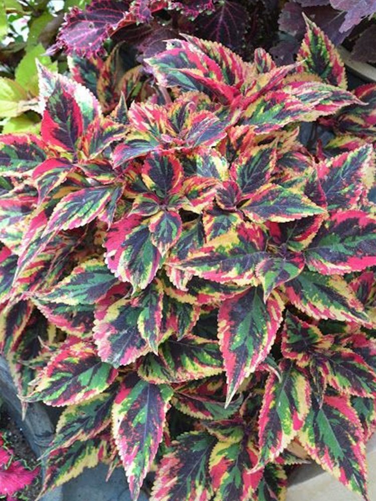 JMS Vibrant 'Xinghai' Rainbow Coleus Seeds - Serrated Edge Foliage