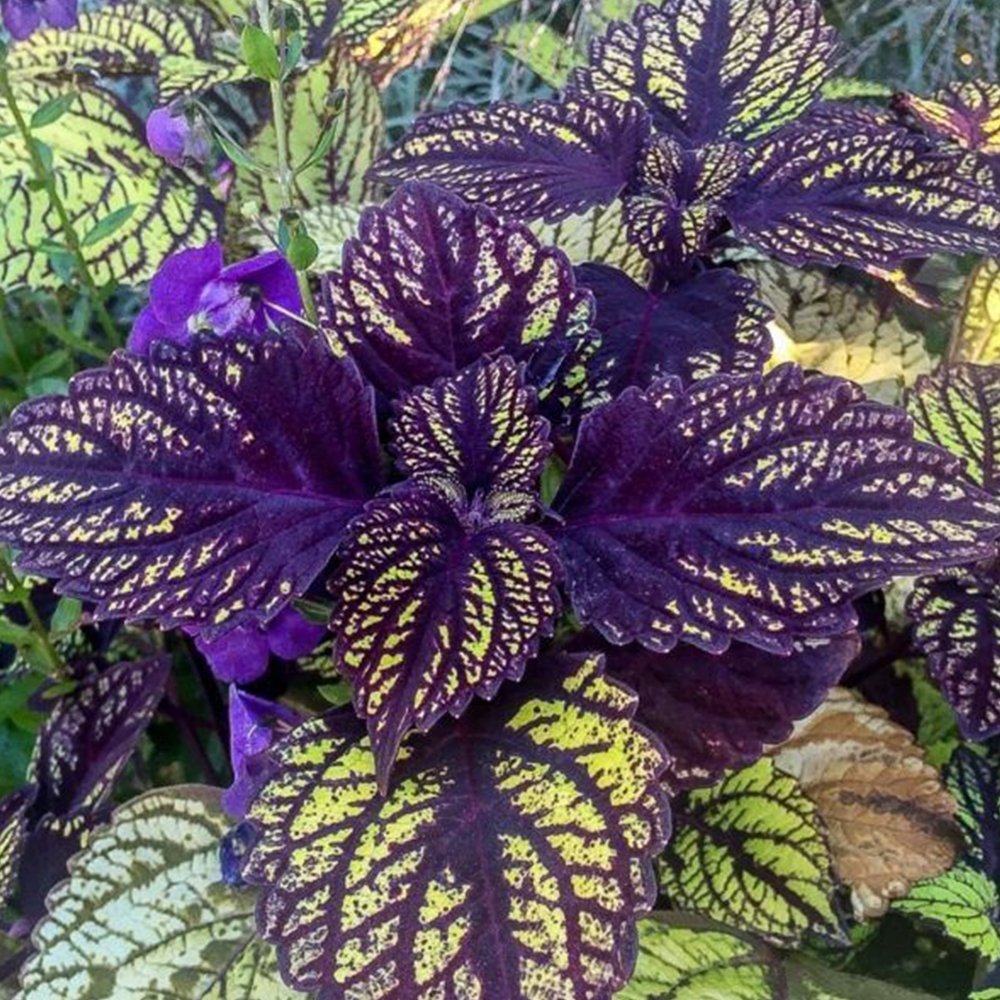 JMS Exotic 'Guimei' Series Coleus Seeds - Purple Foliage With A Touch Of Green And Jagged Margins