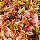JMS Vibrant 'Wuli' Series Coleus Seeds - Red, Pale Pink, And Gold Leaves With Serrated Edges