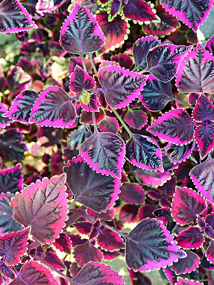 JMS Exotic 'Cai Hong' Series Coleus Seeds - Black Foliage With Pink Serrated Edges