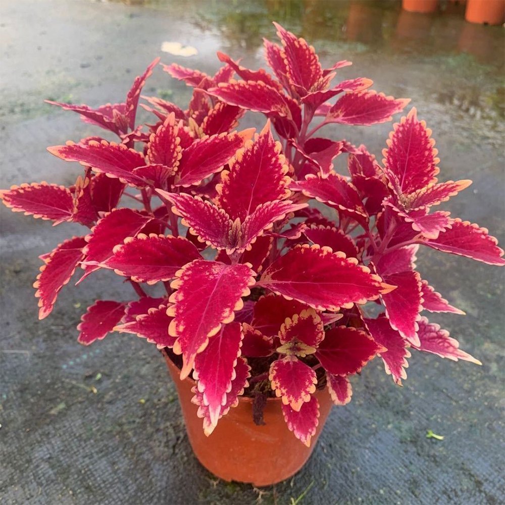 JMS Jin Fenghuang Series Coleus Seeds - Stunning Magenta Leaves With Orange Serrated Edges