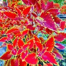 JMS Penghuo Series Coleus Seeds - Fiery Red Leaves With Golden Serrated Edges