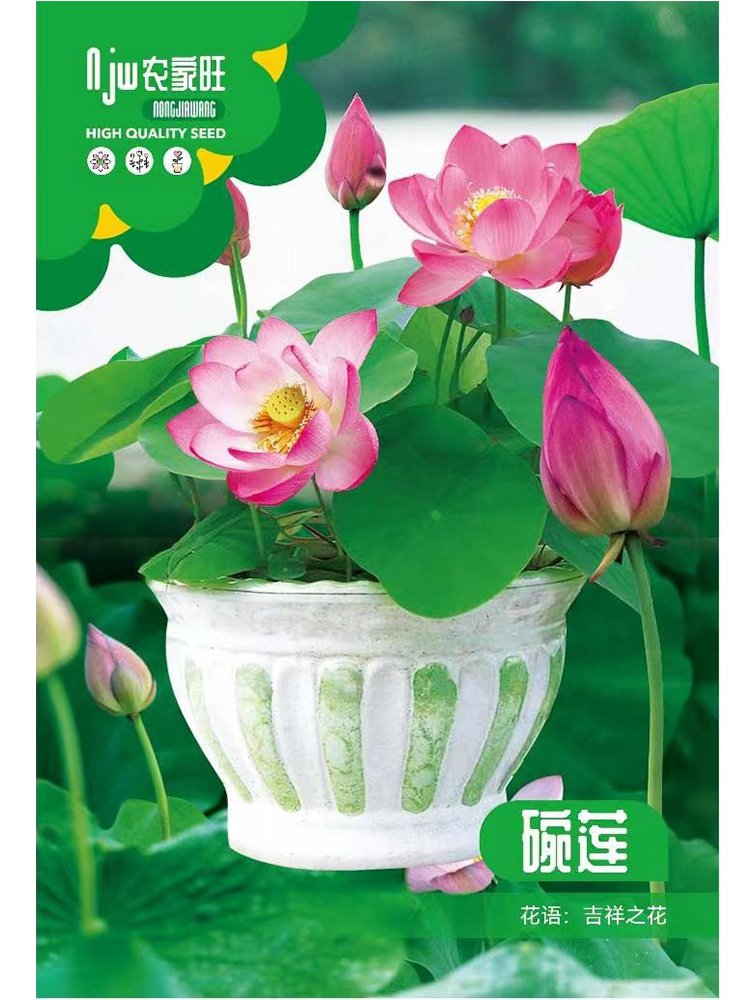 JMS Rare 'Bee' Series Double-Petaled Pink Lotus Seeds - Miniature Nelumbo Nucifera