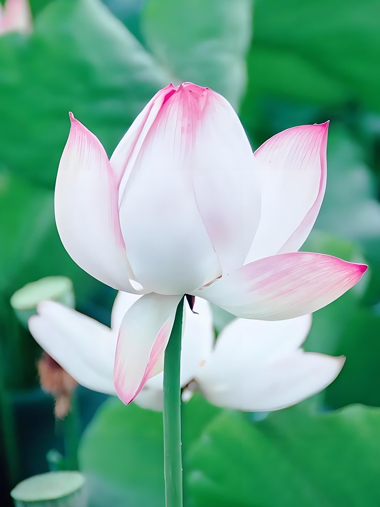JMS Baixue Series Lotus Seeds - Rare Nelumbo Nucifera - Large Double Petals - Pure White With Pink E
