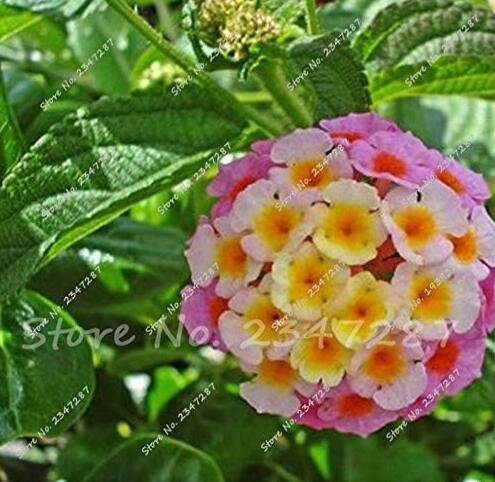 JMS Multi Color Lantana Camara Plant Rare Perennial Gorgeous Flower Seeds