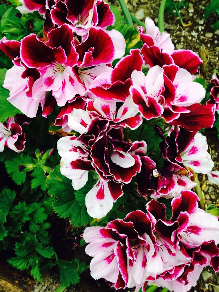 JMS Exotic 'Heimei' Geranium Seeds - White, Red, Black Cranesbills Trio