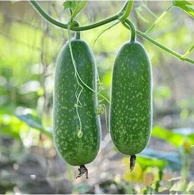 JMS Vegetable Winter Melon Seed Wax Gourd (Asian Vegetable)