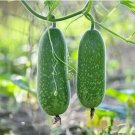JMS Vegetable Winter Melon Seed Wax Gourd (Asian Vegetable)