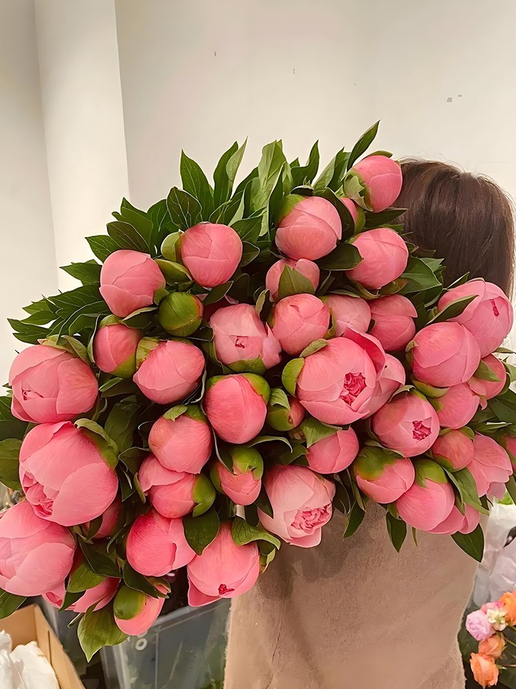 JMS 'Mihun' Series Pink Peony Seeds - Small, Fragrant Flower Buds