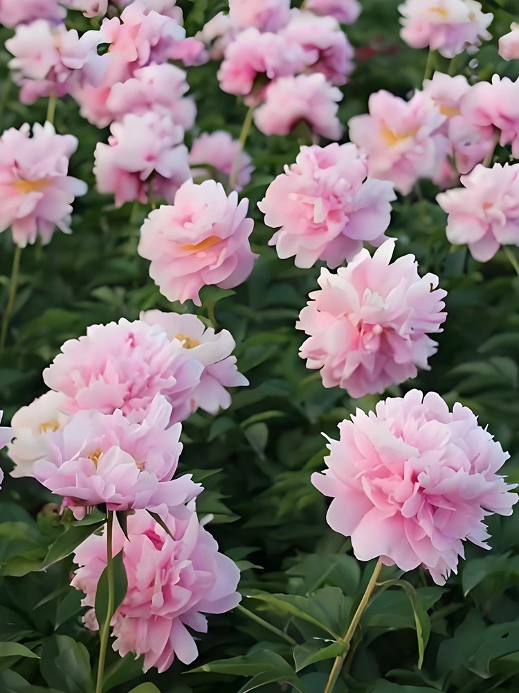 JMS Princess Series Peony Seeds - Medium-Sized Pink Double Blossoms