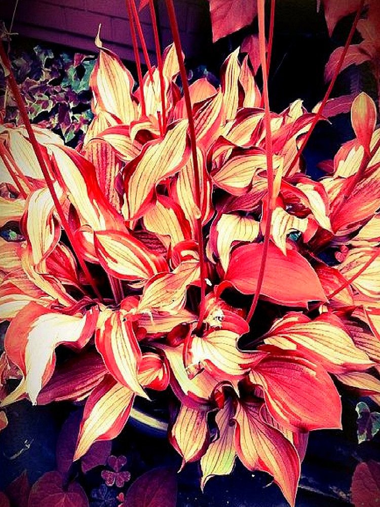 JMS Eye-Catching Hosta Seeds: Red And Gold Stripe Pattern - Stunning Garden Addition