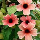 JMS Thunbergia Alata 'Qiji' Seeds, Rust-Colored Flowers With Black Eye