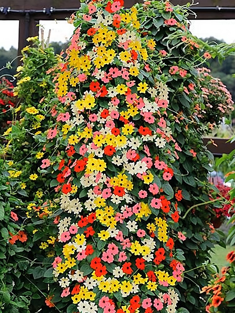 JMS Thunbergia 'Qianxi' Mixed Seeds