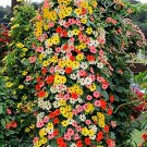 JMS Thunbergia 'Qianxi' Mixed Seeds