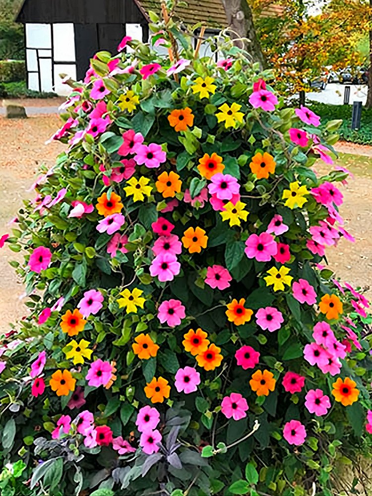JMS Thunbergia Sunny Mixed Seeds
