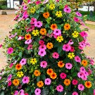 JMS Thunbergia Sunny Mixed Seeds