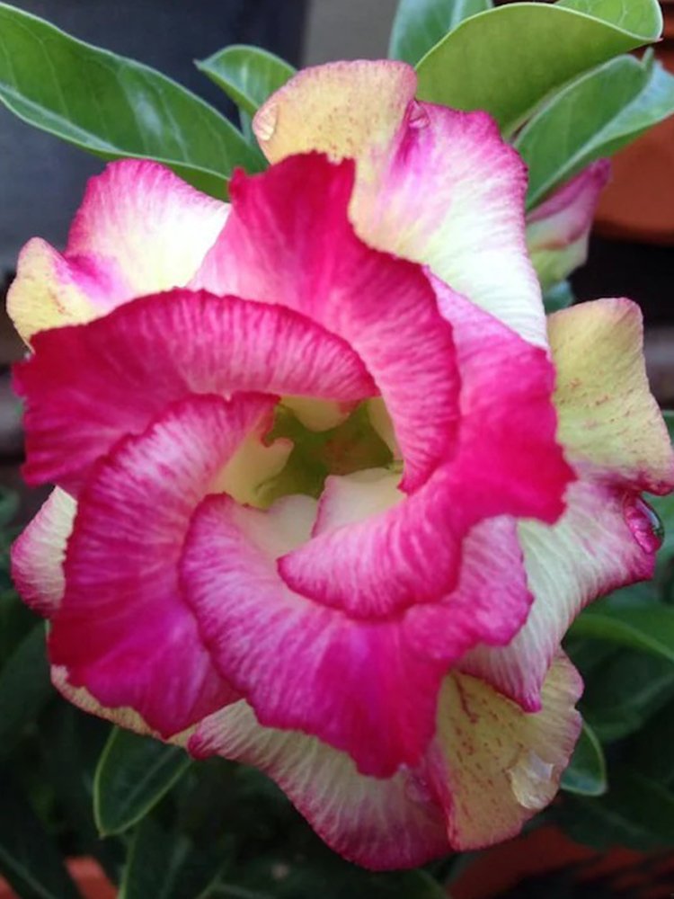 JMS Rare Adenium Seeds, Desert Rose With Pink Rose To Pale Yellow Bicolor, 3-Layer