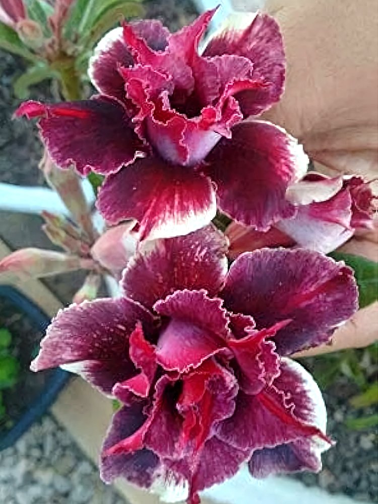 JMS Rare Adenium Seeds, Desert Rose With Crismon Red With A Hint Of White Mottling, 5-Layer