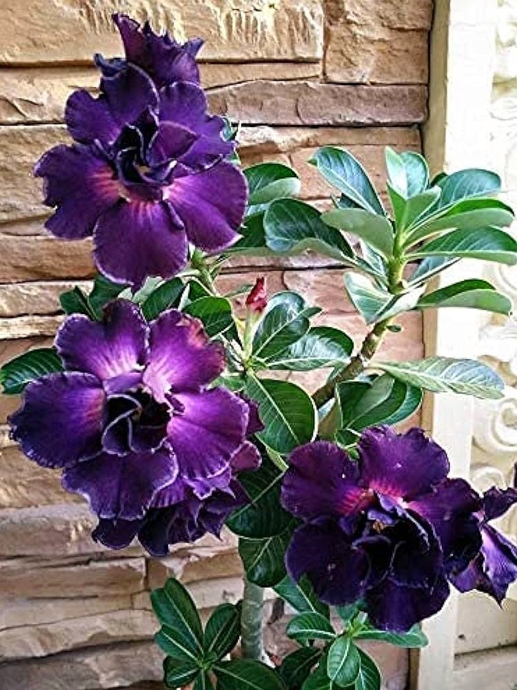 JMS Rare Adenium Seeds, Desert Rose With Purplish Black With Few White On Petals