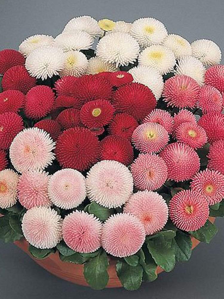 JMS Bellis Perennis Seeds, Mixed