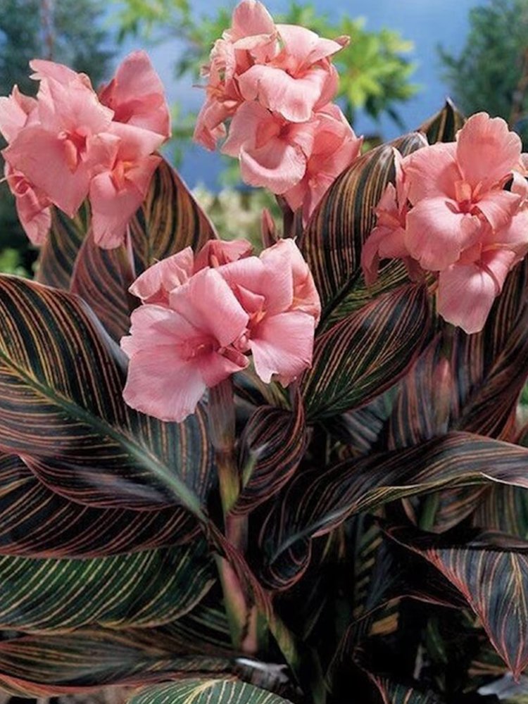 JMS Pink Sunburst Canna Lily Seeds