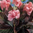 JMS Pink Sunburst Canna Lily Seeds