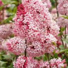 JMS Syringa Vulgaris Seeds, Pink Lilac Multi-Stemmed Small Tree