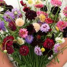 JMS  Pincushion Formula Mix