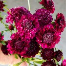JMS  Scabiosa Atropurpurea, Red