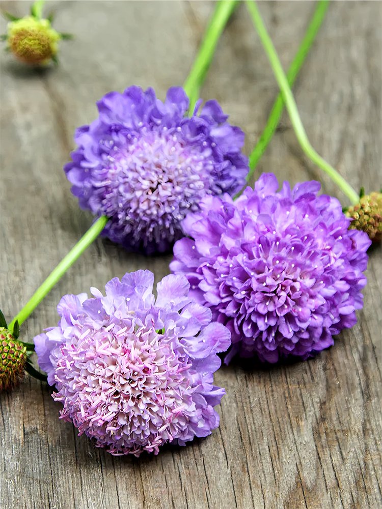 JMS  Scabiosa Atropurpurea 'Blue Cockade'