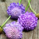 JMS  Scabiosa Atropurpurea 'Blue Cockade'
