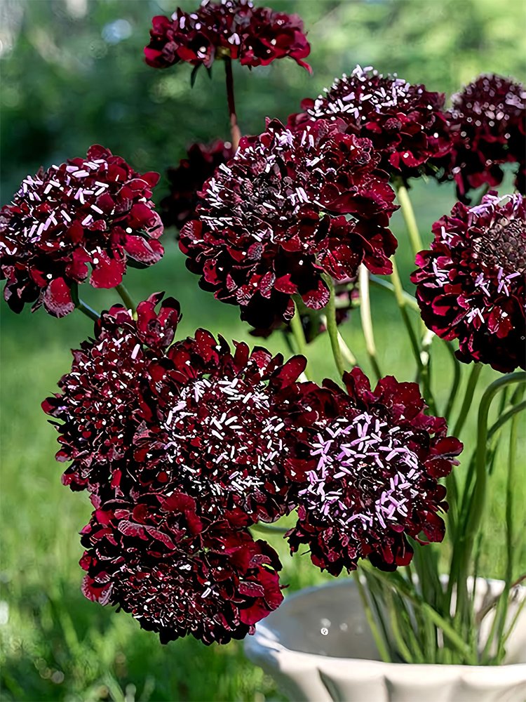 JMS  Scabiosa Atropurpurea 'Black Knight'