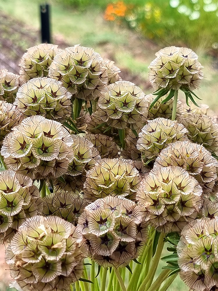 JMS  Scabiosa Stellata Seeds