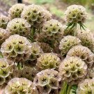 JMS  Scabiosa Stellata Seeds